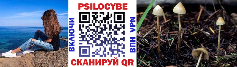 купить   Родники  Галлюциногенные грибы Psilocybe 